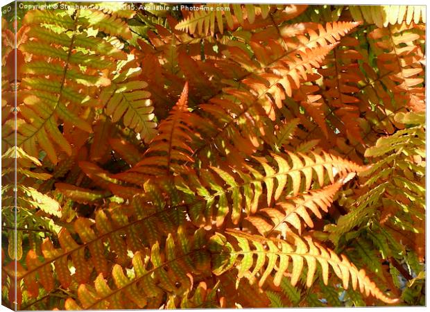  Colourful Fern Canvas Print by Stephen Cocking