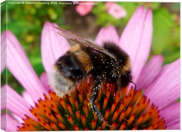  Bumble Bee on Echinacea Flower Canvas Print by Stephen Cocking