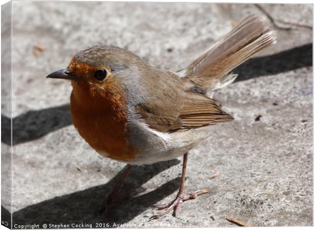 Robin Red Breast Canvas Print by Stephen Cocking