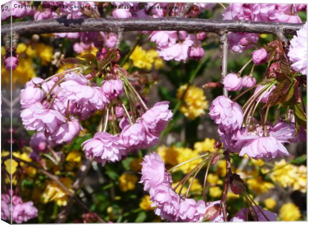 Spring Blossom Canvas Print by Stephen Cocking