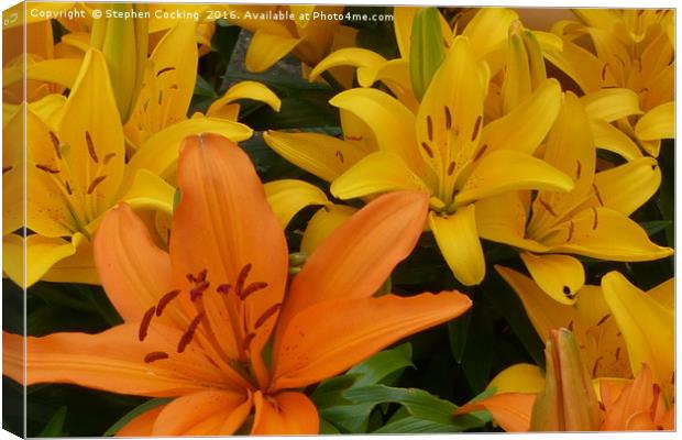 Lily Flowers Canvas Print by Stephen Cocking