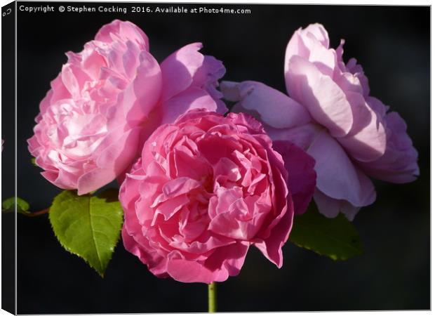 'Mary Rose' triple blooms Canvas Print by Stephen Cocking