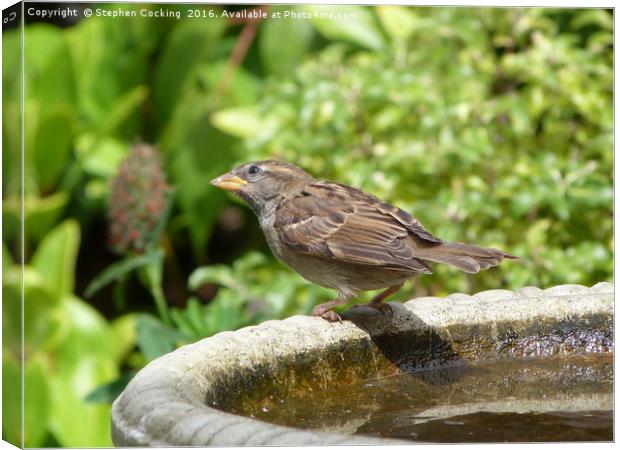 House Sparrow  Canvas Print by Stephen Cocking