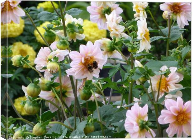 Two Bees on Dahlia Canvas Print by Stephen Cocking