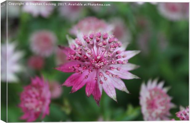 Astrantia - TwoTone Canvas Print by Stephen Cocking