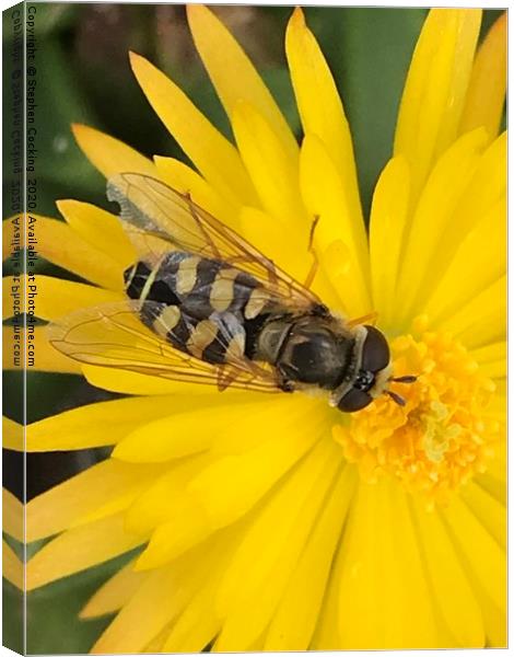 Hoverfly on flower  Canvas Print by Stephen Cocking