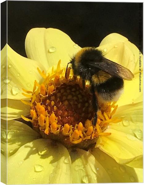 Bumble on Dahlia Canvas Print by Stephen Cocking