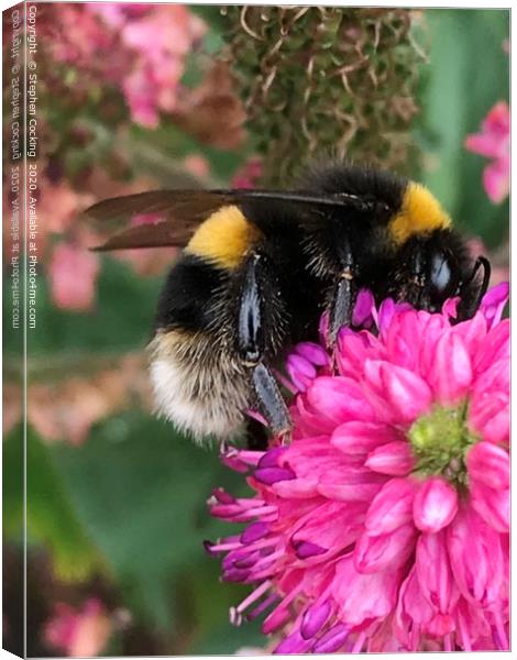 Bumble Bee on Flower Canvas Print by Stephen Cocking