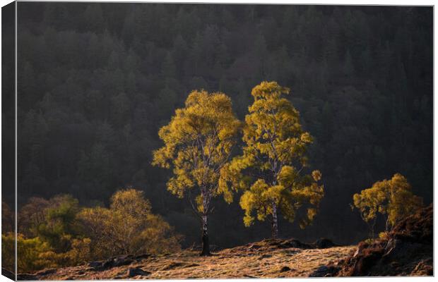 Golden light on Holme Fell, The Lake District Canvas Print by Dan Ward