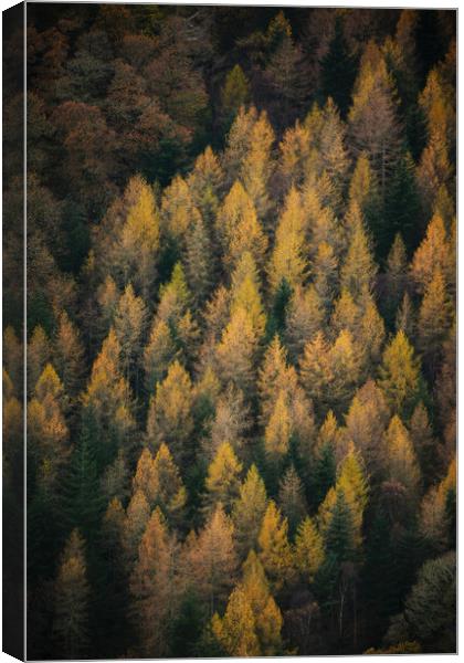 Autumn in Borrowdale Canvas Print by Dan Ward
