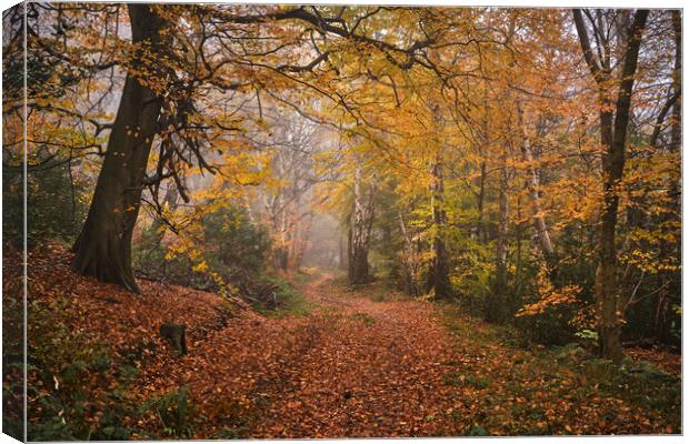 Autumn in the Woods Canvas Print by Dan Ward