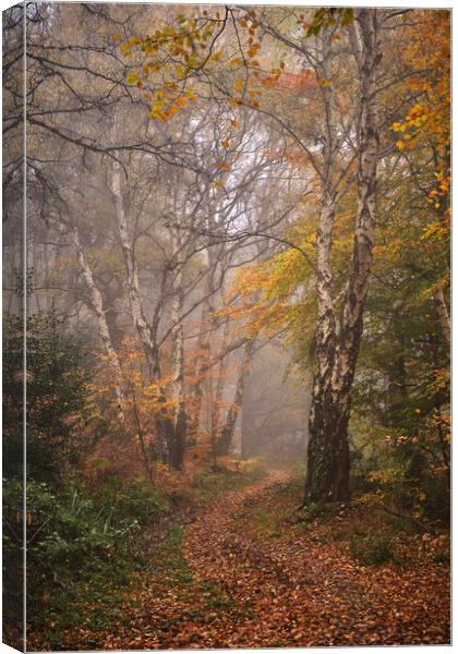 Autumn woodland Canvas Print by Dan Ward