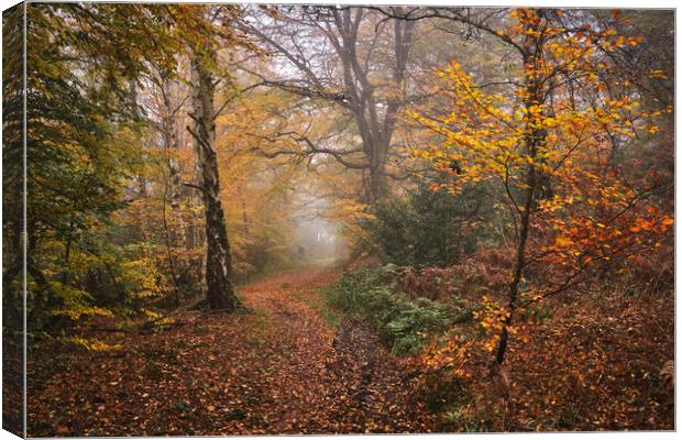 Autumn woodland Canvas Print by Dan Ward