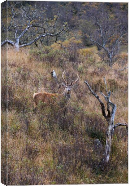 Stag! Canvas Print by Dan Ward