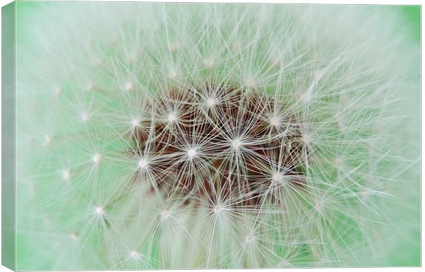 Dandelion abstract Canvas Print by Dan Ward