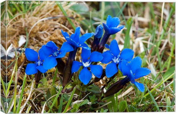 Spring Gentian Canvas Print by Jim Alford