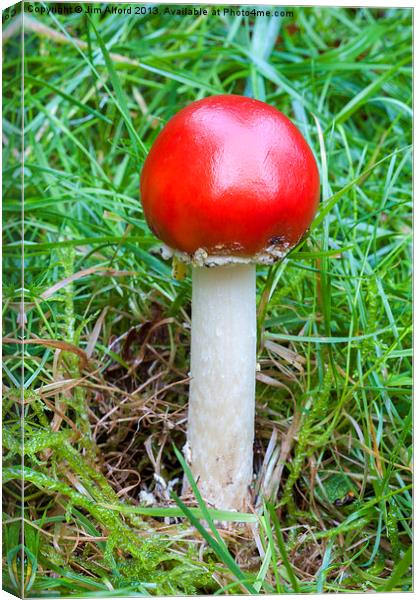 Fly Agaric Canvas Print by Jim Alford