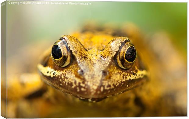 Common Frog Canvas Print by Jim Alford