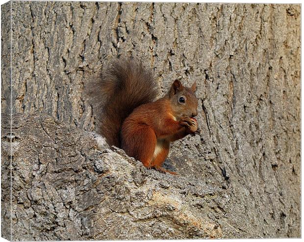 Red Squirrel Canvas Print by Jim Alford