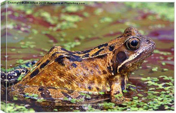 Common Frog Canvas Print by Jim Alford