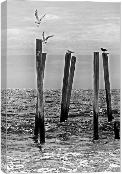 Seagulls  landing on Remains of a Pier Canvas Print by Tom and Dawn Gari