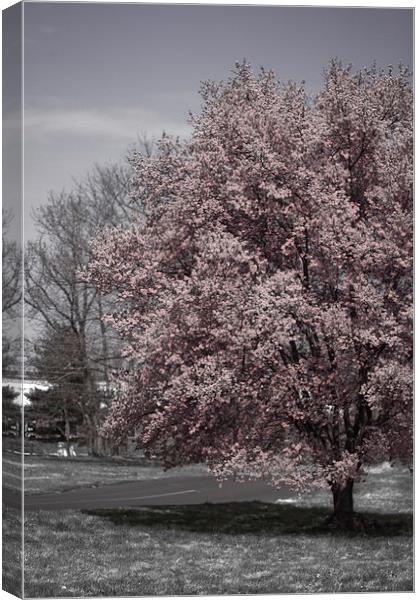 Tree in Bloom Canvas Print by Tom and Dawn Gari
