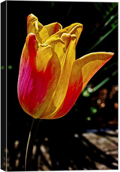 Fire Flower Canvas Print by Tom and Dawn Gari