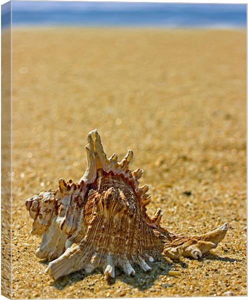 Sea Shell By The Sea Shore Canvas Print by Tom and Dawn Gari