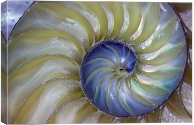  Inside A Nautilus Shell Canvas Print by Tom and Dawn Gari