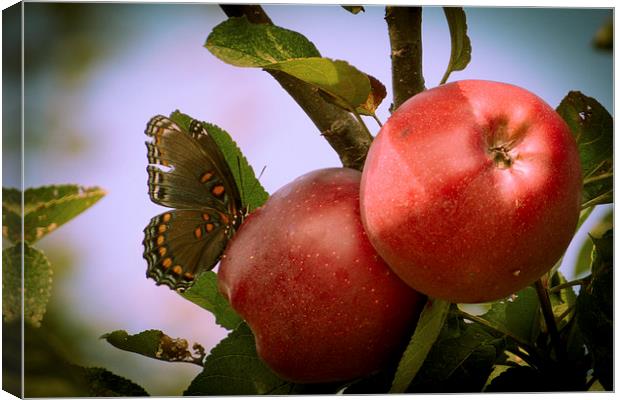  Everyone Loves Apples Canvas Print by Tom and Dawn Gari