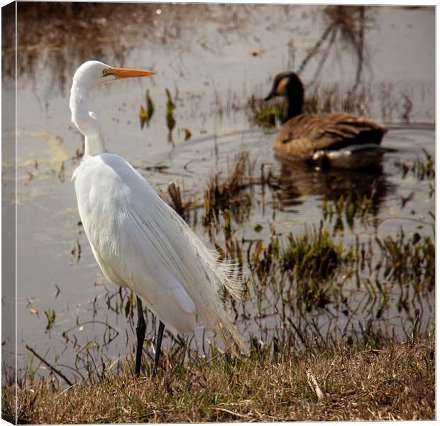  Egret by the Water Canvas Print by Tom and Dawn Gari