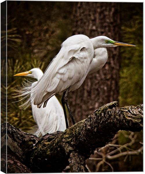  Egrets On A Branch Canvas Print by Tom and Dawn Gari