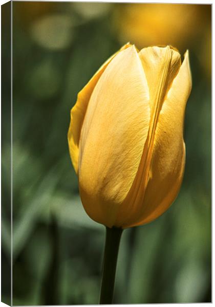  Yellow Tulip Canvas Print by Tom and Dawn Gari