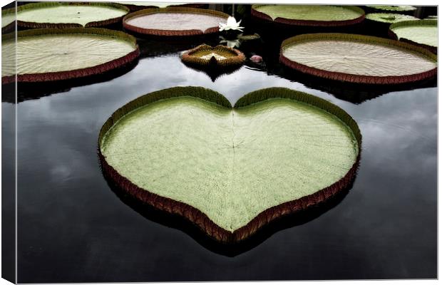  Heart Shaped Lily Pad Canvas Print by Tom and Dawn Gari