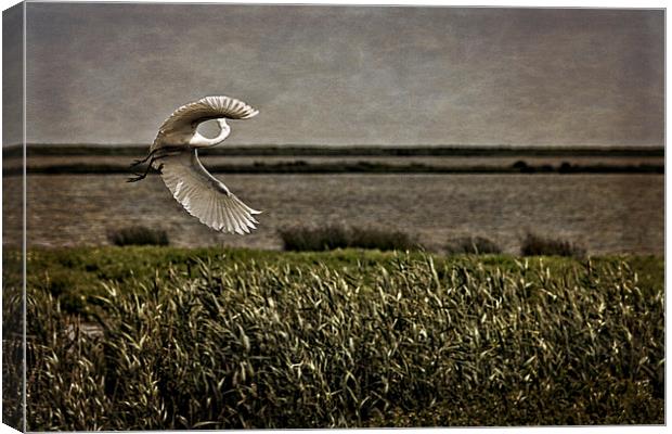 Turning in Flight Canvas Print by Tom and Dawn Gari