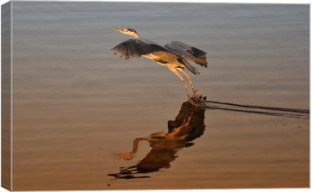 Heron Gliding on Lake Canvas Print by Gurinder Punn