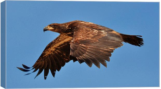 Young Bald Eagle Vancouver Island Canvas Print by Gurinder Punn