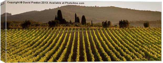 Tuscan vineyard Canvas Print by David Preston