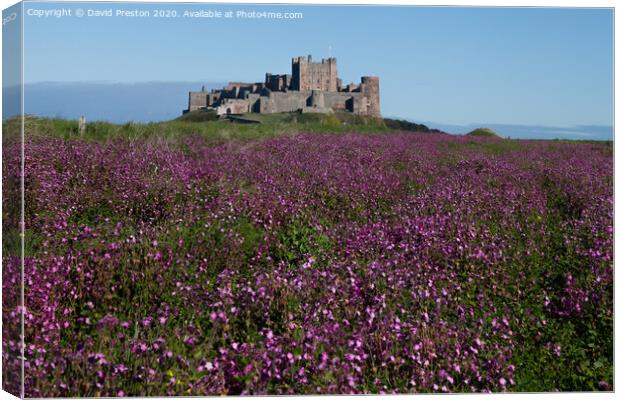 Bamburgh castle in a sea of purple blooms Canvas Print by David Preston