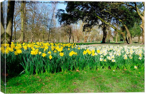 Daffodils in Bute Park Canvas Print by Richard Parry