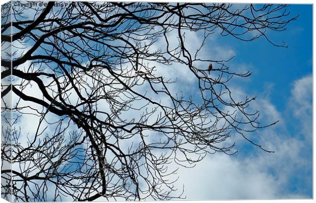 Brecon Branches Canvas Print by Richard Parry