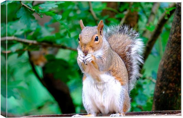 Grey Squirrel Canvas Print by Richard Parry