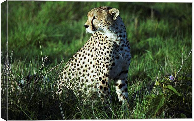 JST2489 Male Cheetah, Masai Mara, Kenya Canvas Print by Jim Tampin