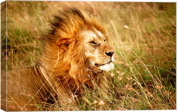 JST2407 Male Lion, Masai Mara, Kenya Canvas Print by Jim Tampin