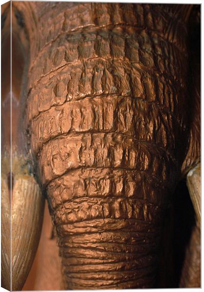 JST2566 Copper Trunk Canvas Print by Jim Tampin