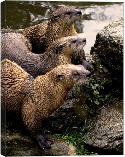 JST2615 European Otters Canvas Print by Jim Tampin