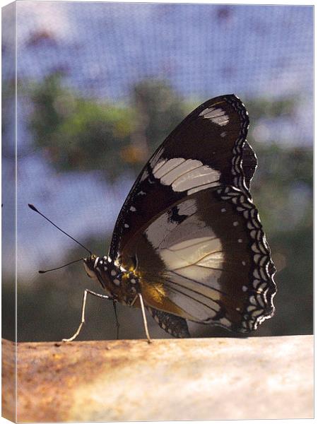 JST2663 Butterfly, Large Strched Swordtail Canvas Print by Jim Tampin