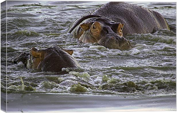 JST2675 Hippo pool Canvas Print by Jim Tampin