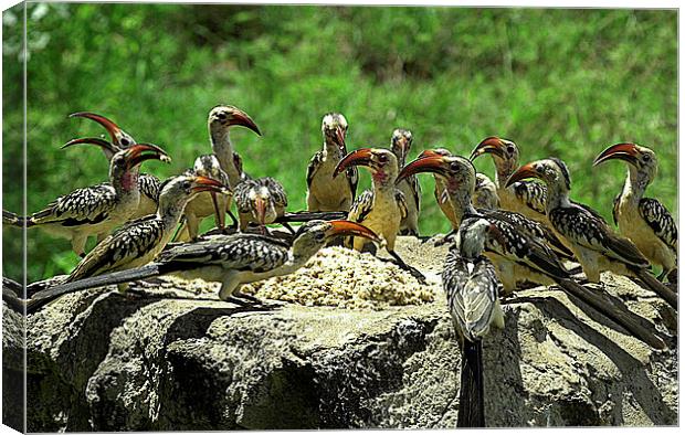 JST2682 Red Billed Hornbills at lunch Canvas Print by Jim Tampin