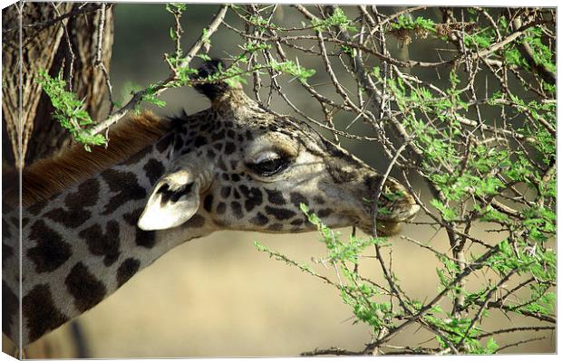JST2696 Masai Giraffe eats Acacia shoots Canvas Print by Jim Tampin